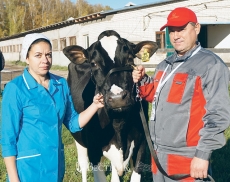 Н.А. Туманина и С.А. Гусев с коровой Викторией