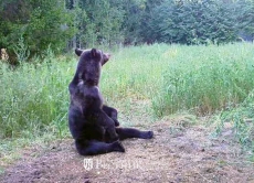 С 1 декабря в Нижегородской области закрыт сезон охоты на медведя