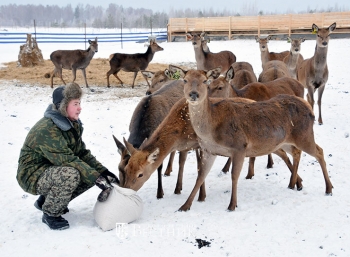 Впервые в Нижегородской области начали разводить благородных оленей как сельскохозяйственных животных